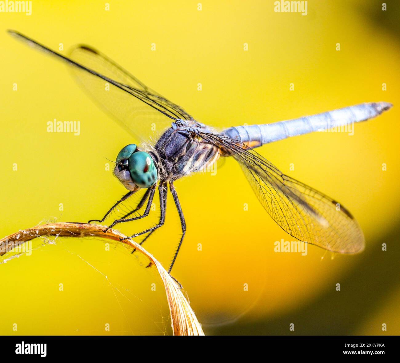 Dasher bleu libellule Banque D'Images