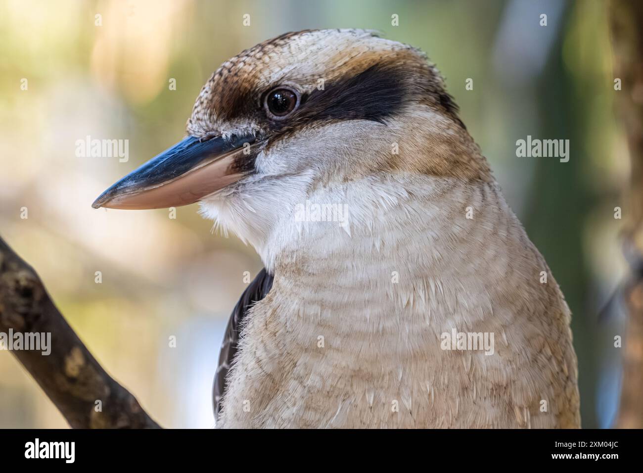 Rire Kookaburra (Dacelo novaeguineae) au zoo et jardins de Jacksonville, Floride.(ÉTATS-UNIS) Banque D'Images