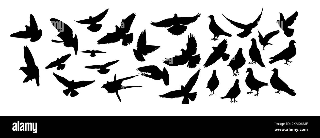 Ensemble de silhouettes de pigeons. dessin à la main. Pas IA. Illustration vectorielle Illustration de Vecteur Ensemble de silhouettes de pigeons. dessin à la main. Pas IA. Illustration vectorielle Illustration de Vecteur