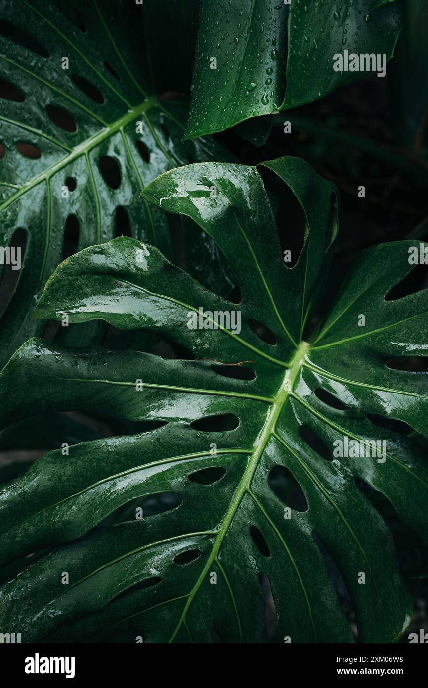 Fermez les gouttes d'eau sur la feuille de monstera Banque D'Images