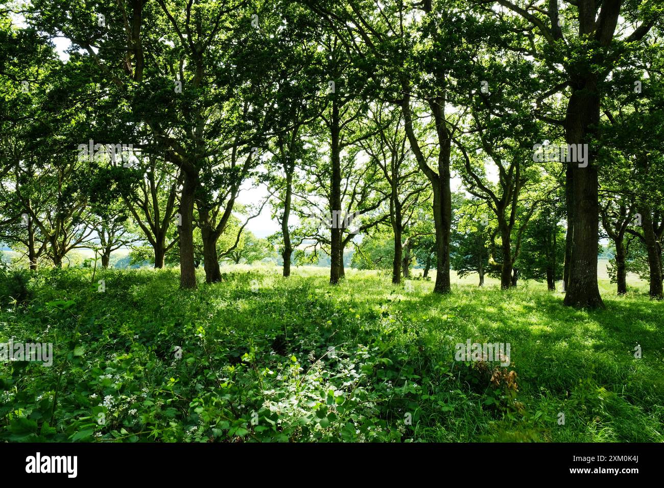 Dorset Woodland - John Gollop Banque D'Images