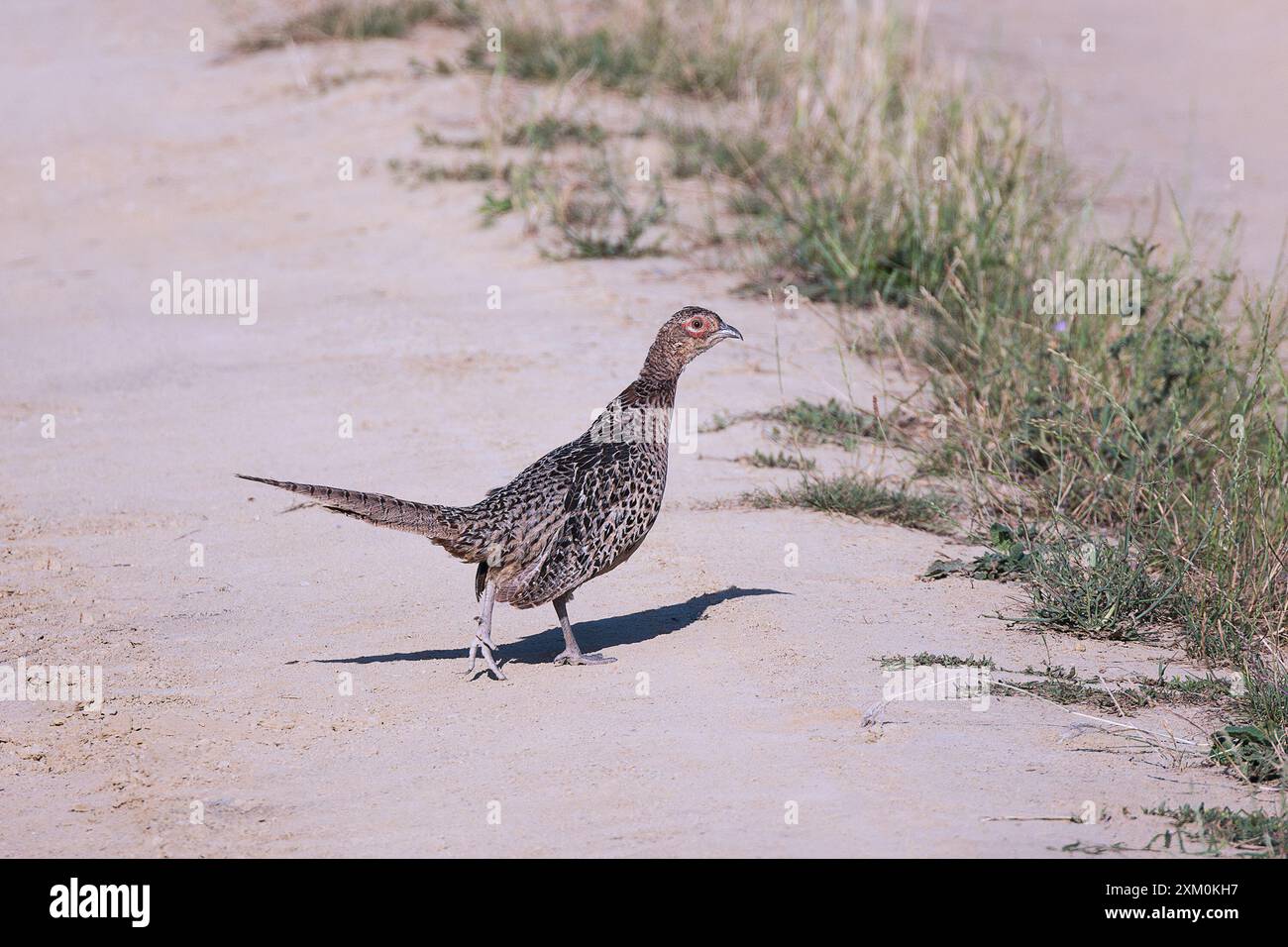 Faisan commun femelle sur la route rurale (Phasianus colchicus) Banque D'Images