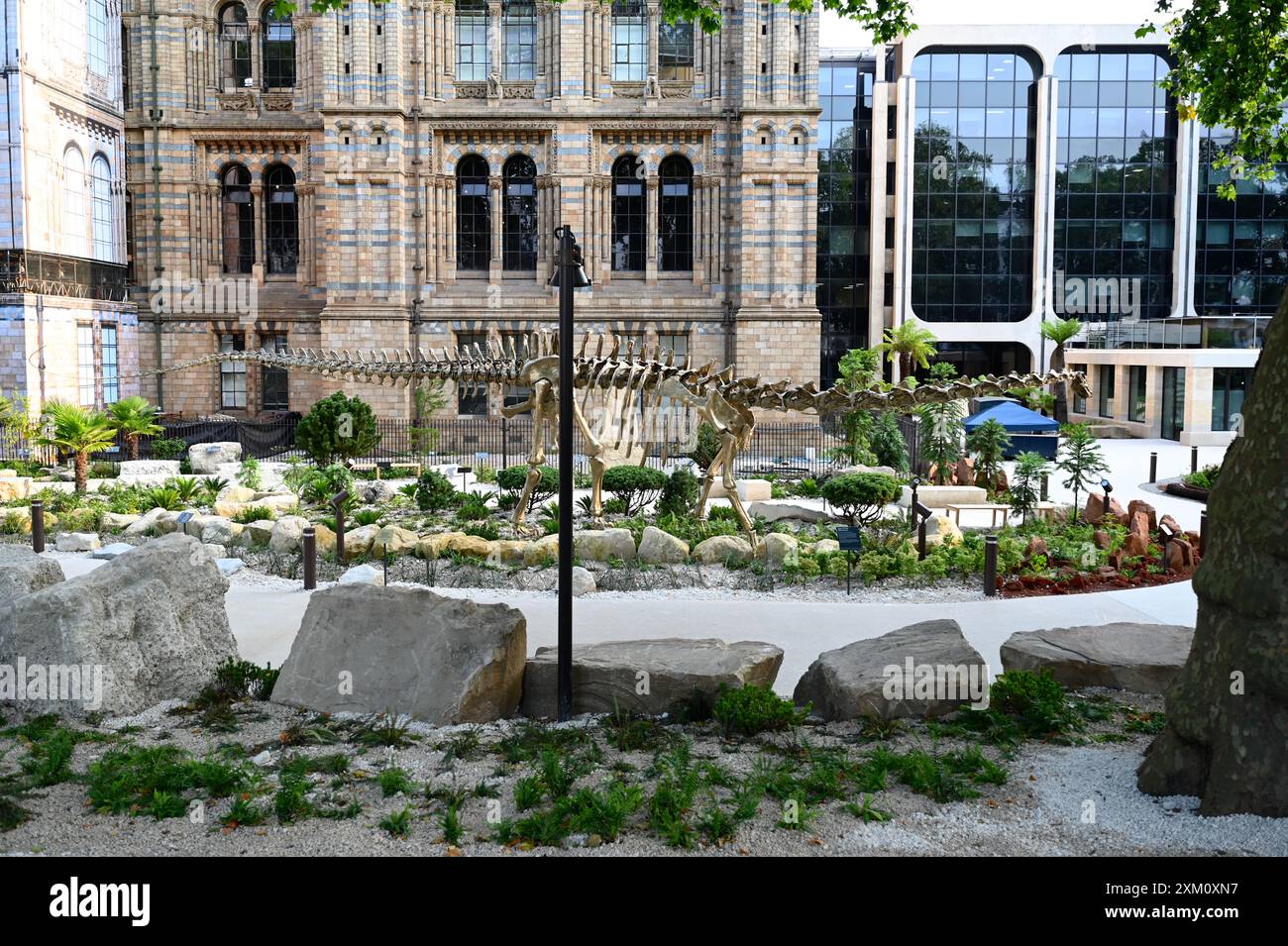 Les jardins transformés du Muséum d’histoire naturelle accueilleront les visiteurs à partir du 18 juillet. Fern, un tout nouveau Diplodocus en bronze, occupe une place de choix dans un paysage jurassique. Les jardins seront également l’un des sites naturels urbains les plus étudiés au monde, dans le cadre du mouvement national pour la biodiversité du Musée Banque D'Images