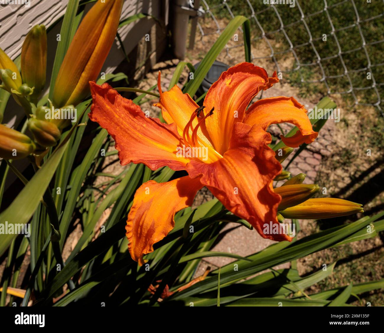 Nouvelle fleur du lis de jour orange Primal Scream dans le jardin de lis Banque D'Images