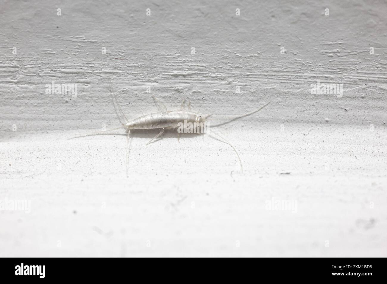 Insecte moche de poisson argenté (Lepisma saccharina) sur mur blanc Banque D'Images