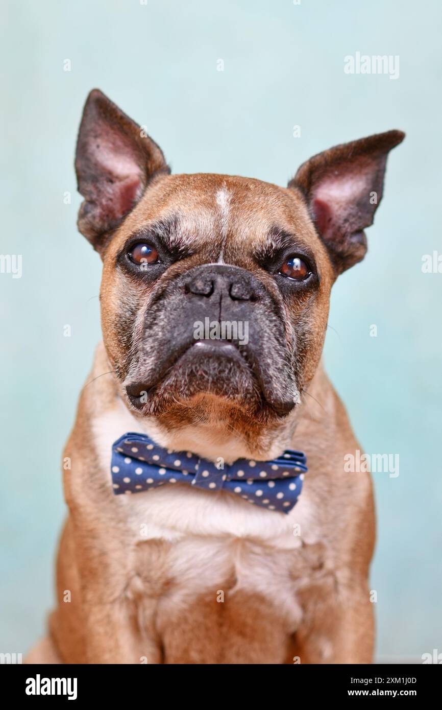 Portrait de chien bouledogue français mignon fauve avec noeud papillon bleu devant un fond de studio bleu pastel Banque D'Images