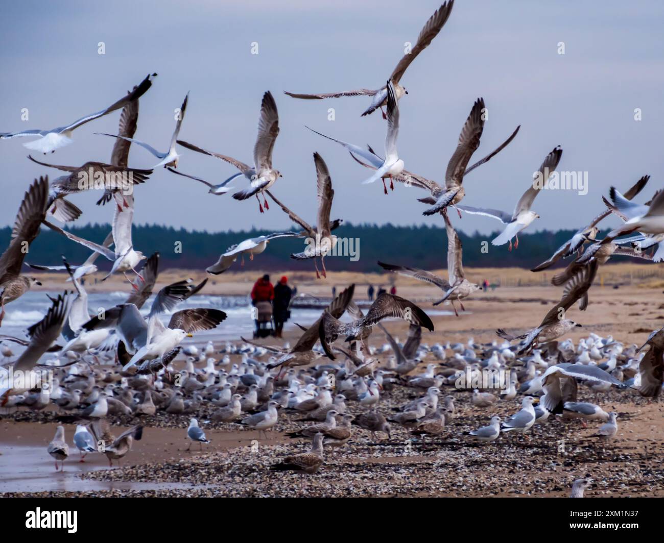 Les mouettes attrapent les algues de la mer Baltique. Pologne, Europe Banque D'Images