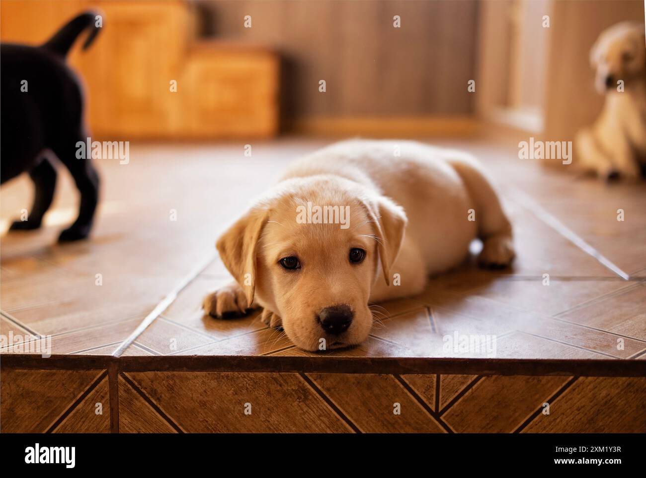 Gros plan d'un chiot mignon sur le sol de la maison. Un chien Golden retriever mignon dans la chambre. Un animal de compagnie mignon à l'intérieur Banque D'Images