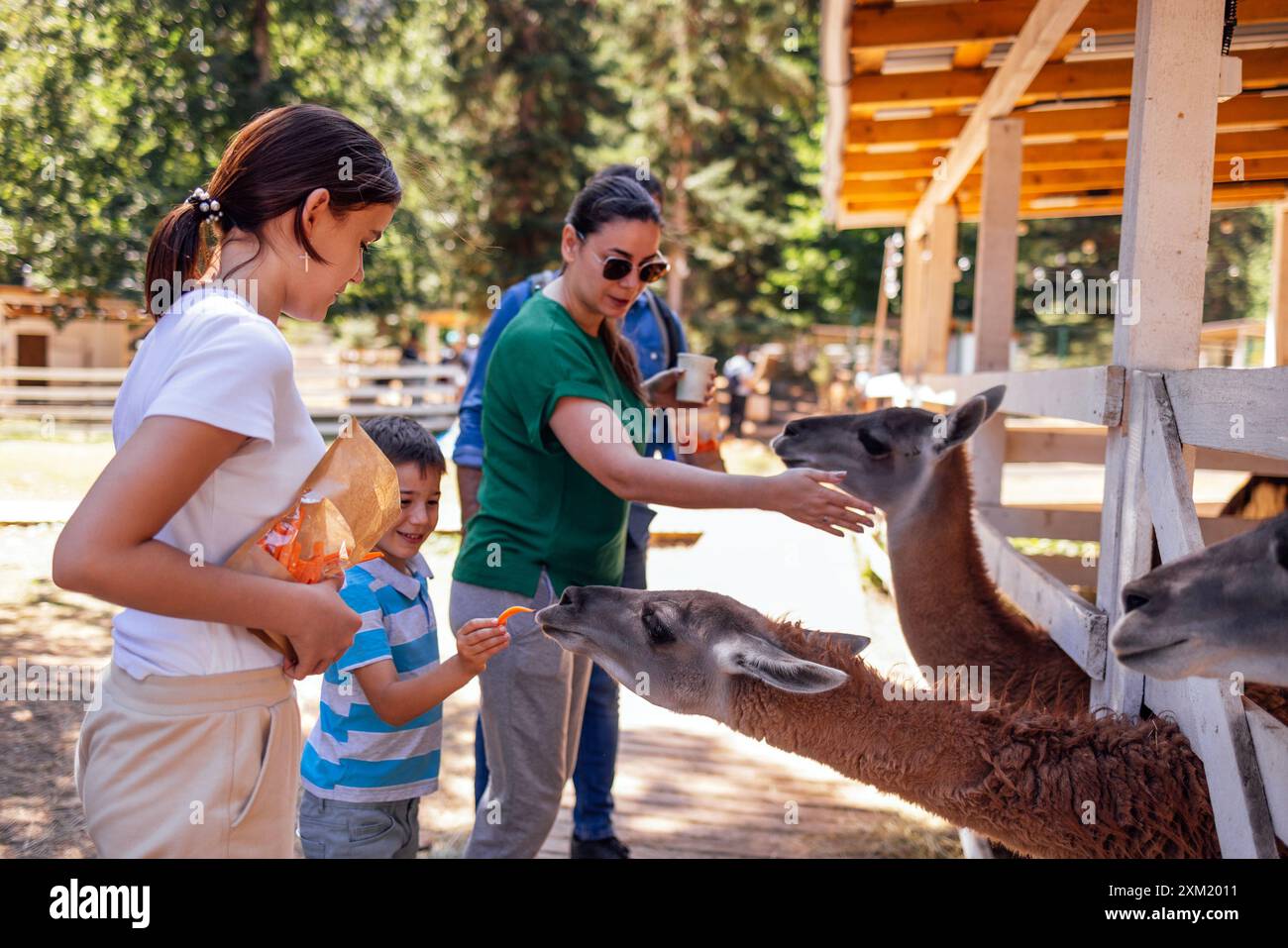 Famille heureuse au zoo. Un jeune père marié et leurs deux enfants nourrissent des alpagas dans une réserve naturelle. Maman, papa et leur fils et fille sont R Banque D'Images