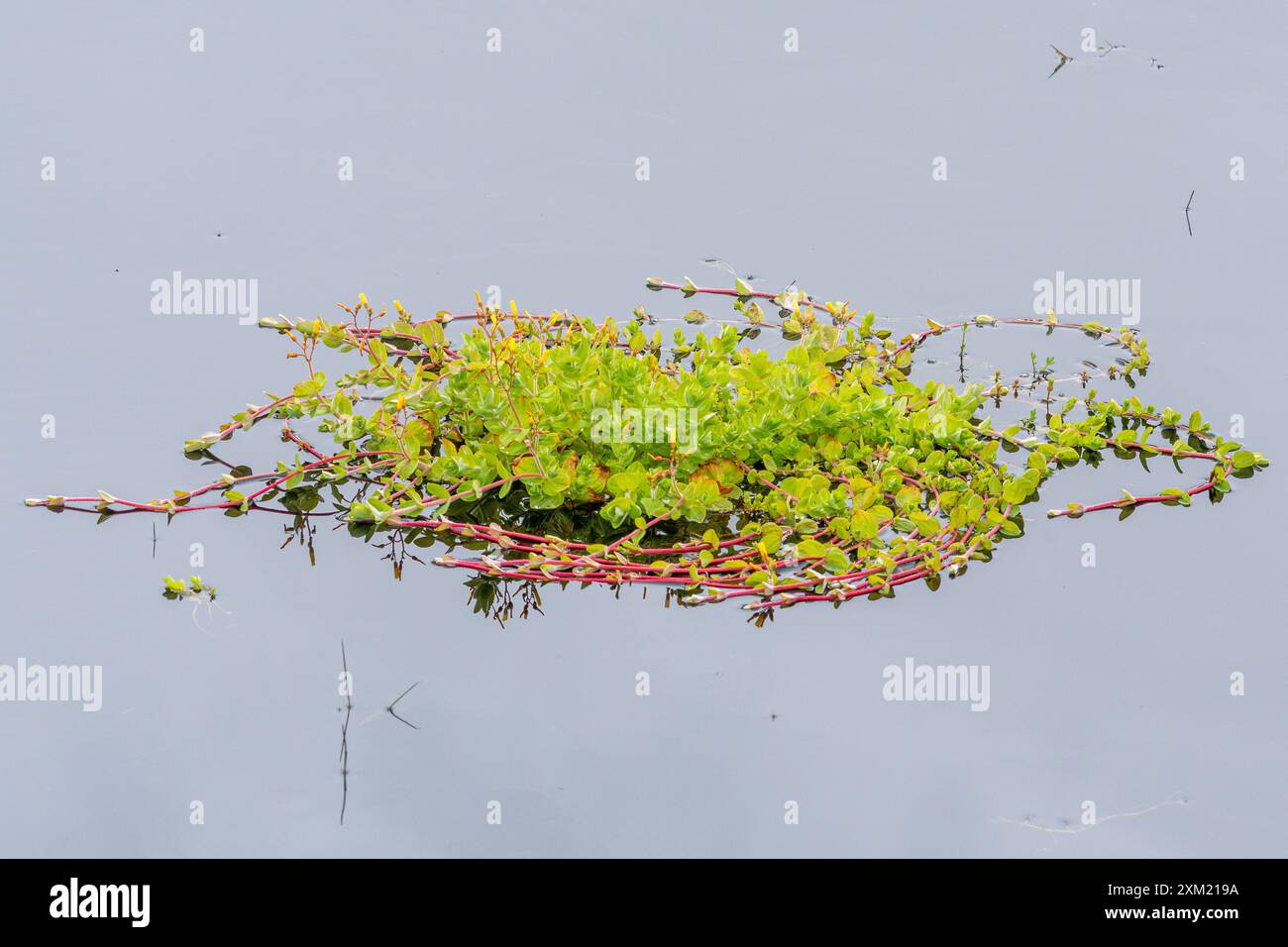 Marsh St John's-Wort (Hypericum elodes), une plante aquatique poussant dans un étang peu profond en été, Hampshire, Angleterre, Royaume-Uni Banque D'Images