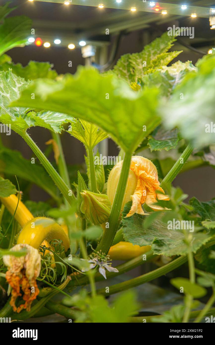 Les légumes hydroponiques biologiques poussent avec la lumière LED. Ferme couverte. Technologie agricole. Banque D'Images