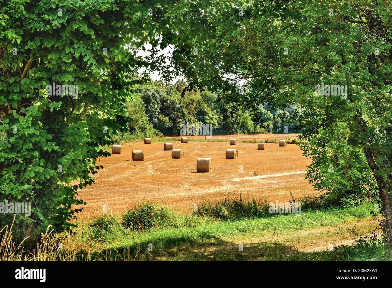 Balles de paille rondes encadrées par une arche d'arbres - centre de la France. Banque D'Images