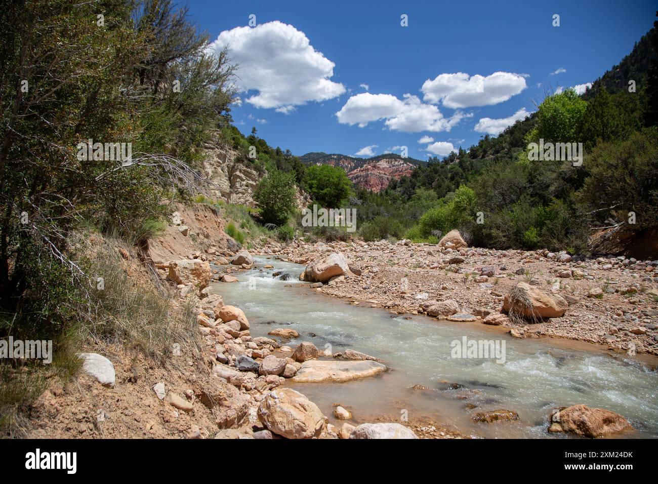 Vue de Coal Creek pendant la randonnée à Cedar Canyon, Dixie National Forest, Utah, États-Unis Banque D'Images