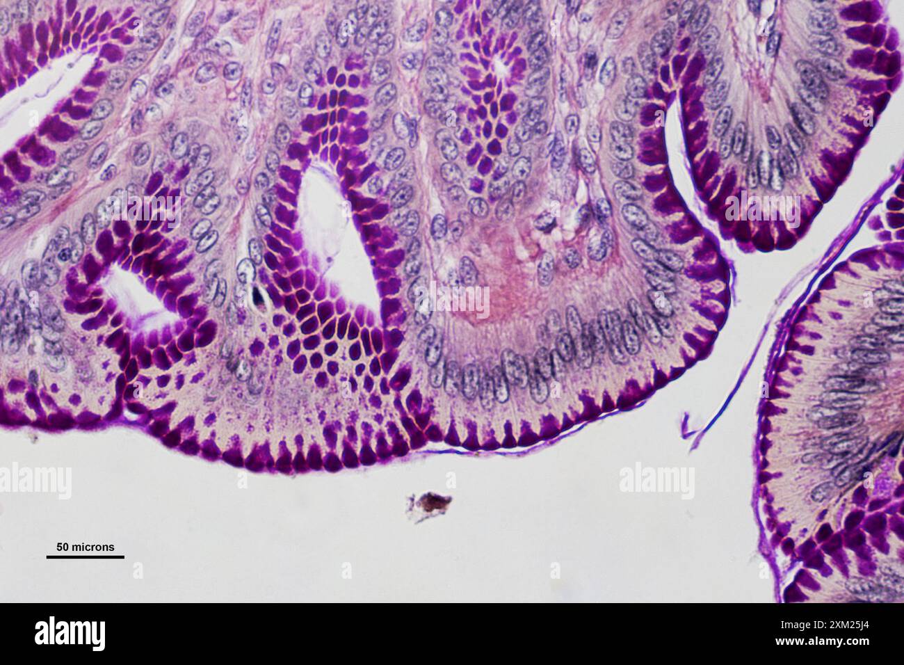 micrographie des cellules de l'estomac sous à 40 fois grossissement Banque D'Images