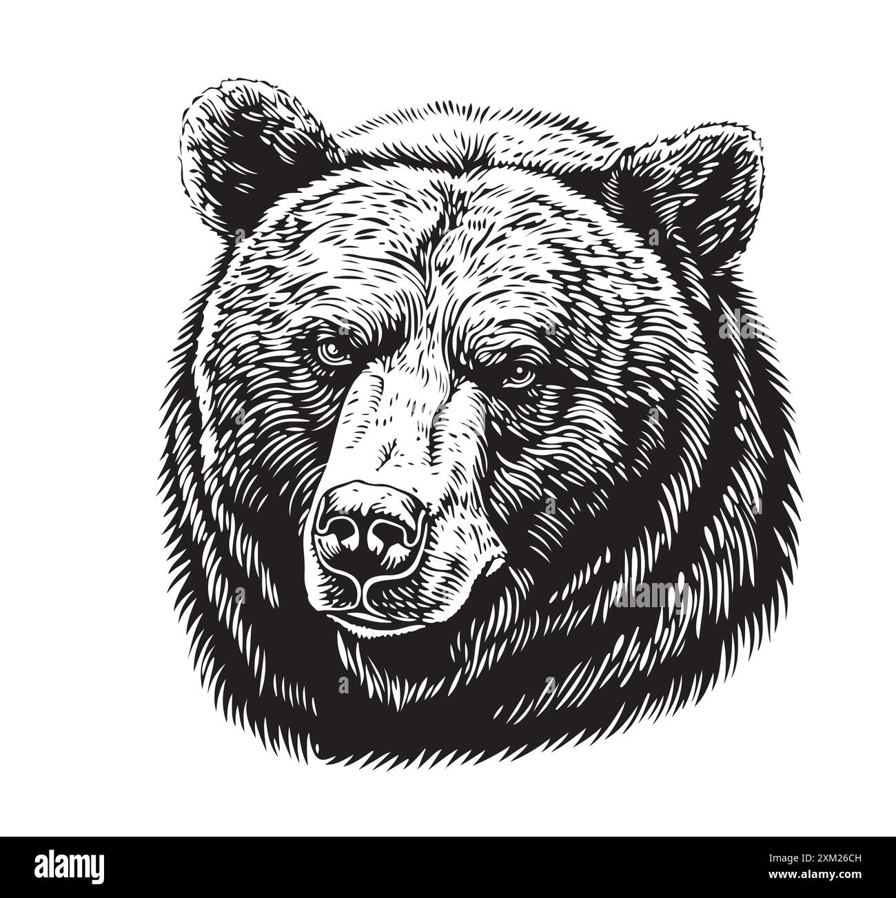 Tête d'ours illustration vectorielle dessinée à la main. Animal sauvage Illustration de Vecteur