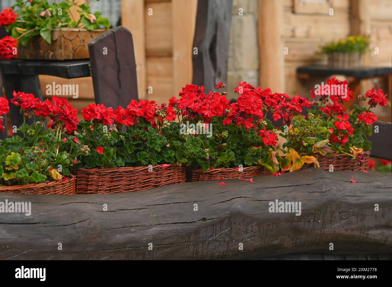 Fleurs de géranium rouge naturel dans des paniers. dans un style rustique. Banque D'Images