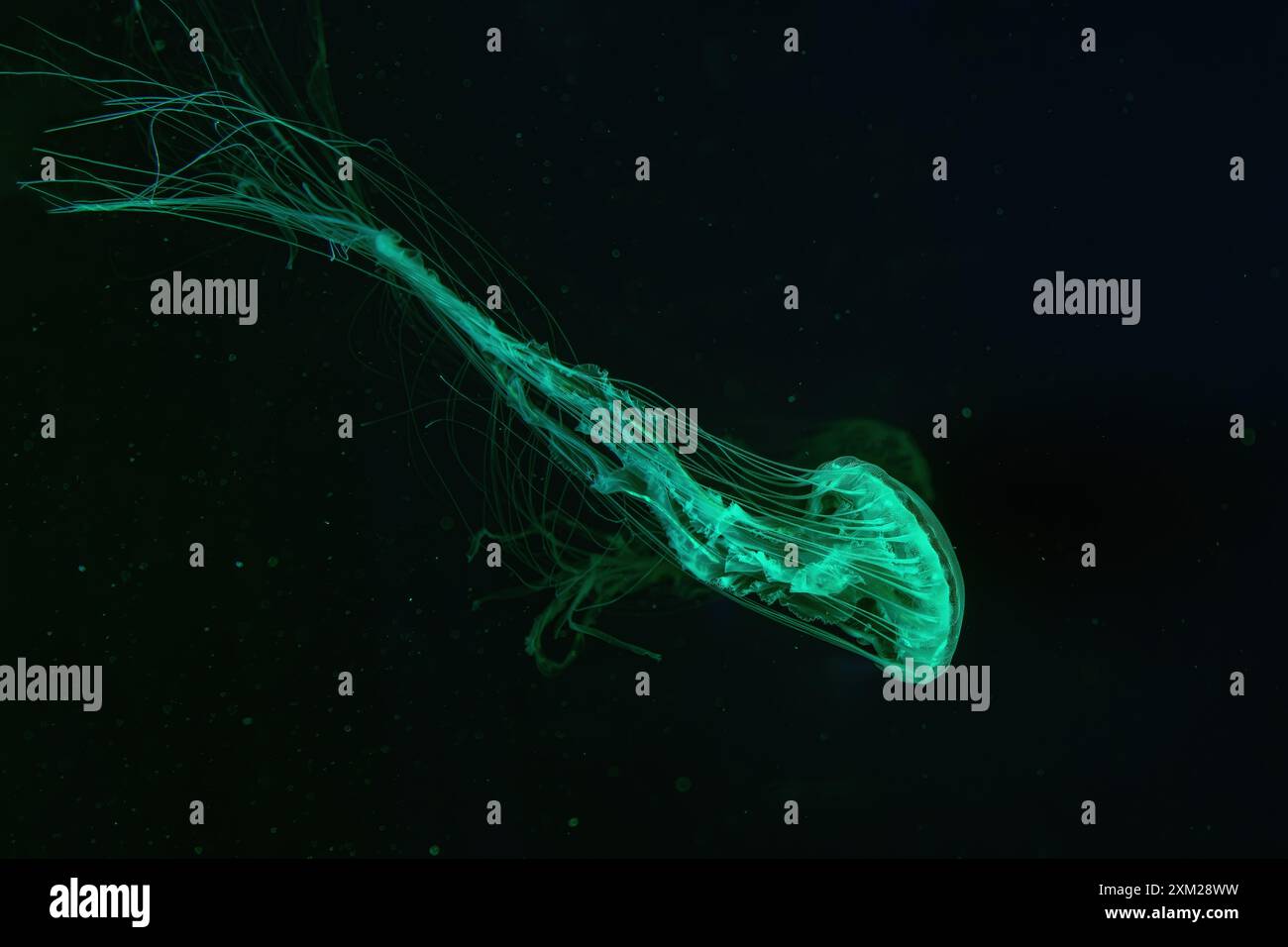 Groupe de méduses d'ortie de mer Atlantique, Chrysaora quinquecirrha, ortie de mer de coût est, nage dans un aquarium éclairé avec un éclairage vert. Thériologie, Banque D'Images