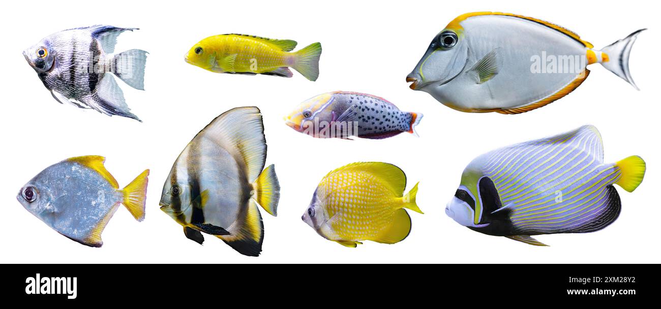 Collection tropicale de poissons colorés isolé sur fond blanc. Ensemble de différents poissons d'aquarium, vie sous-marine, organisme aquatique, animal de compagnie. Banque D'Images