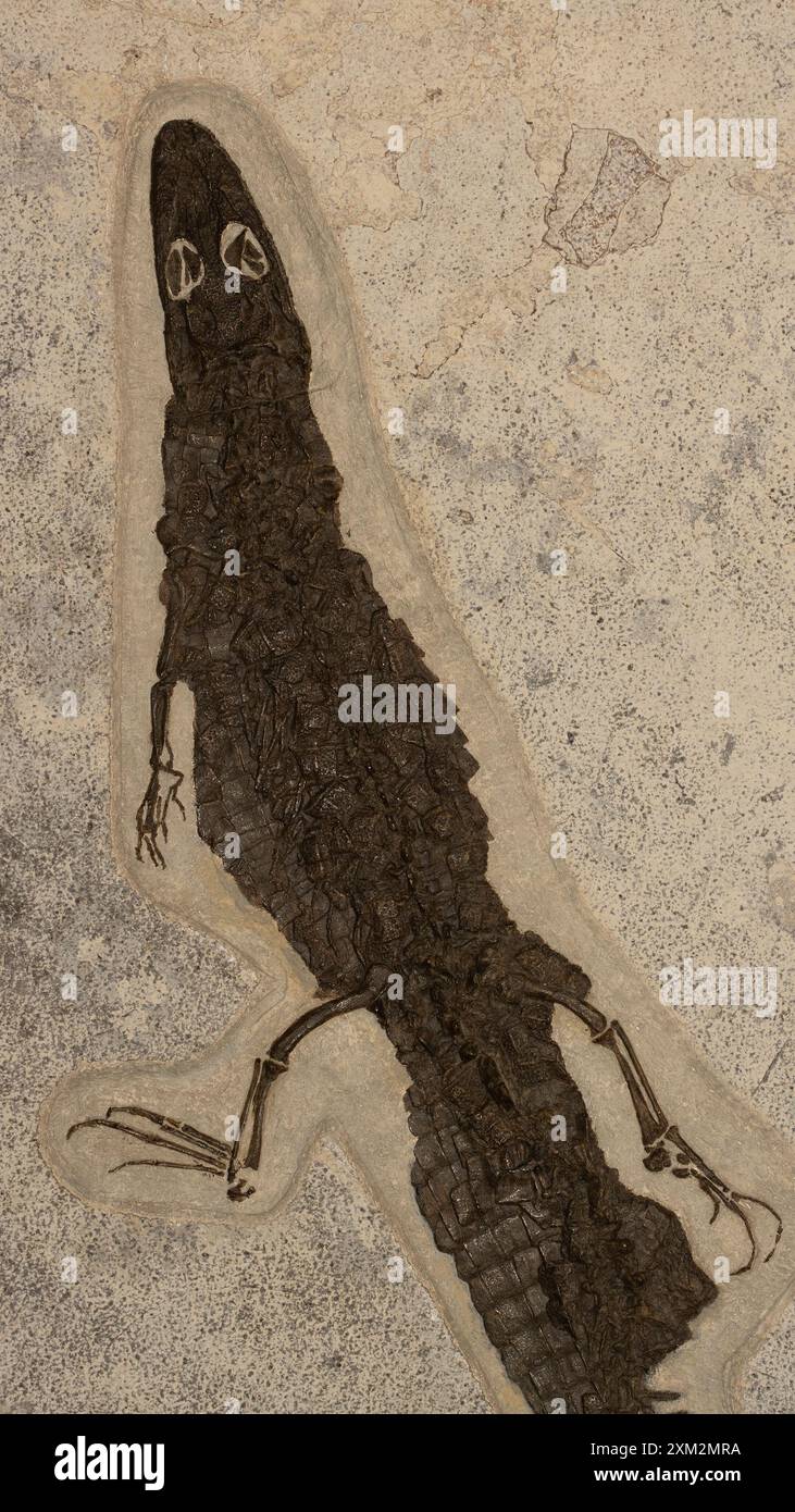 Alligator fossile, époque éocène, de la formation de Green River dans le Wyoming Banque D'Images