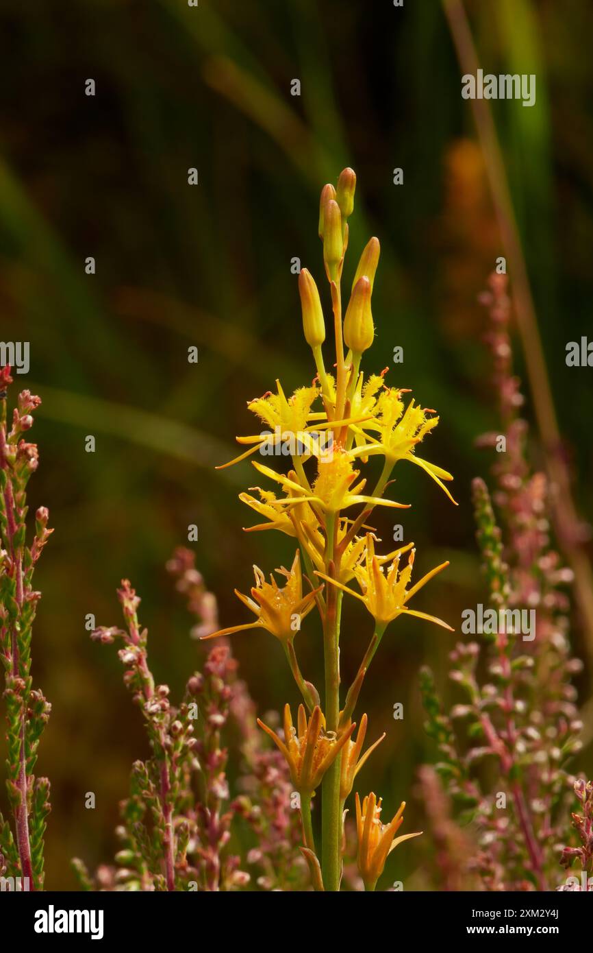 BOG Asphodel, Narthecium ossifragum, péninsule de Rosneath, Argyll, Écosse Banque D'Images