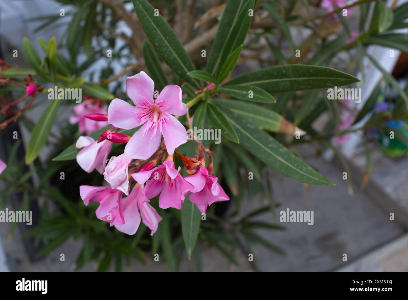 Fleurs de laurier rose vif belle fleur venimeuse floraison en grappe à la fin de la branche avec 5 pétales, parfumée. fleurissez toute l'année Banque D'Images