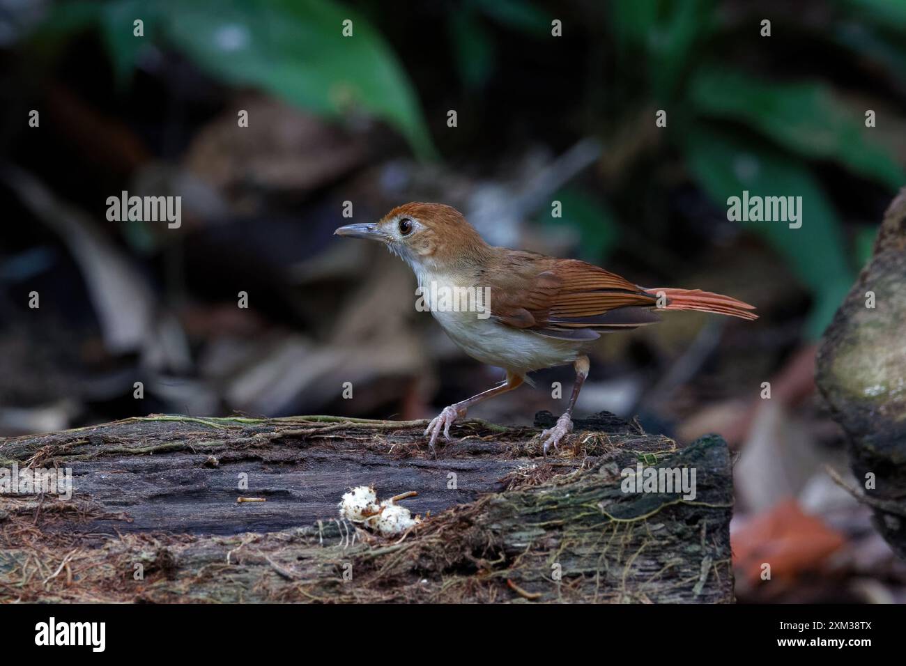 Babbler ferrugineux (Pellorneum bicolor) Banque D'Images