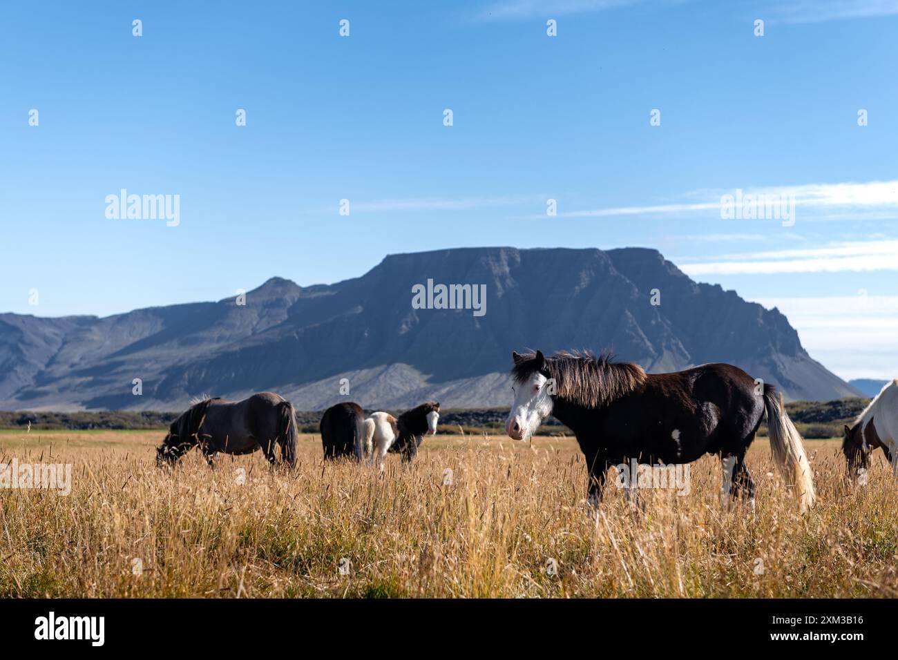 Chevaux qui paissent dans un champ doré avec des montagnes et un ciel bleu clair Banque D'Images