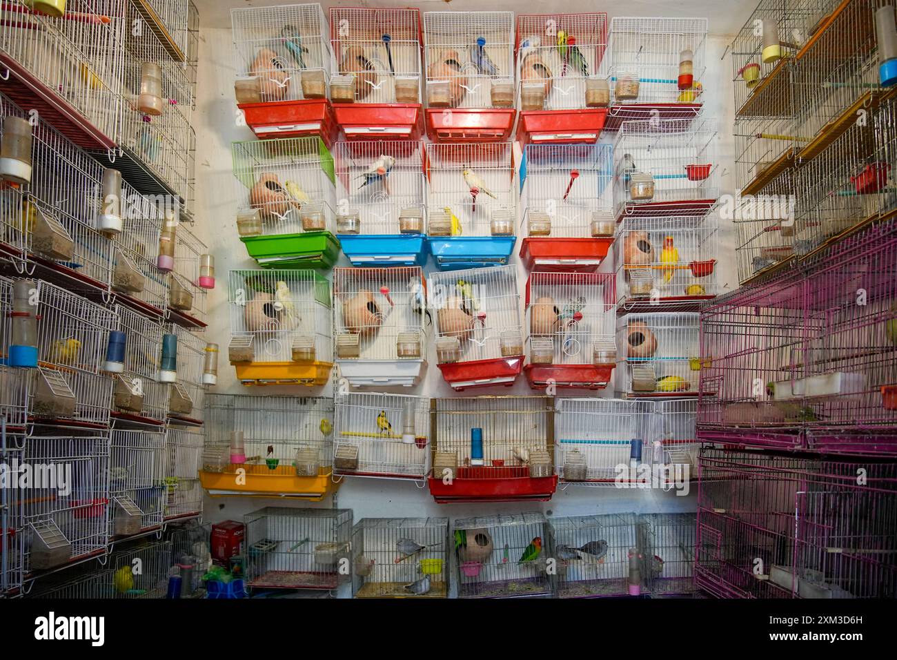 Intérieur d'une boutique de vendeurs d'oiseaux au marché de Ka Faroshi à Kaboul, Afghanistan Banque D'Images