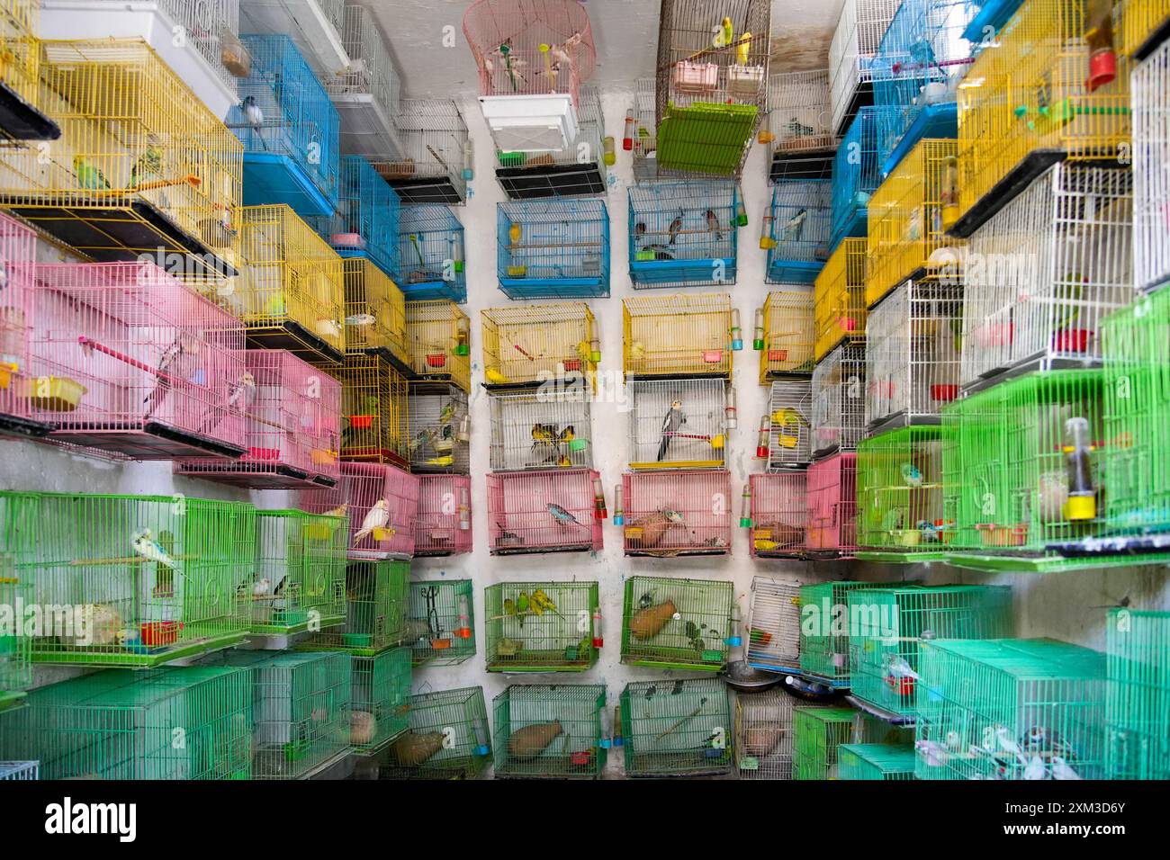 Intérieur d'une boutique de vendeurs d'oiseaux au marché de Ka Faroshi à Kaboul, Afghanistan Banque D'Images