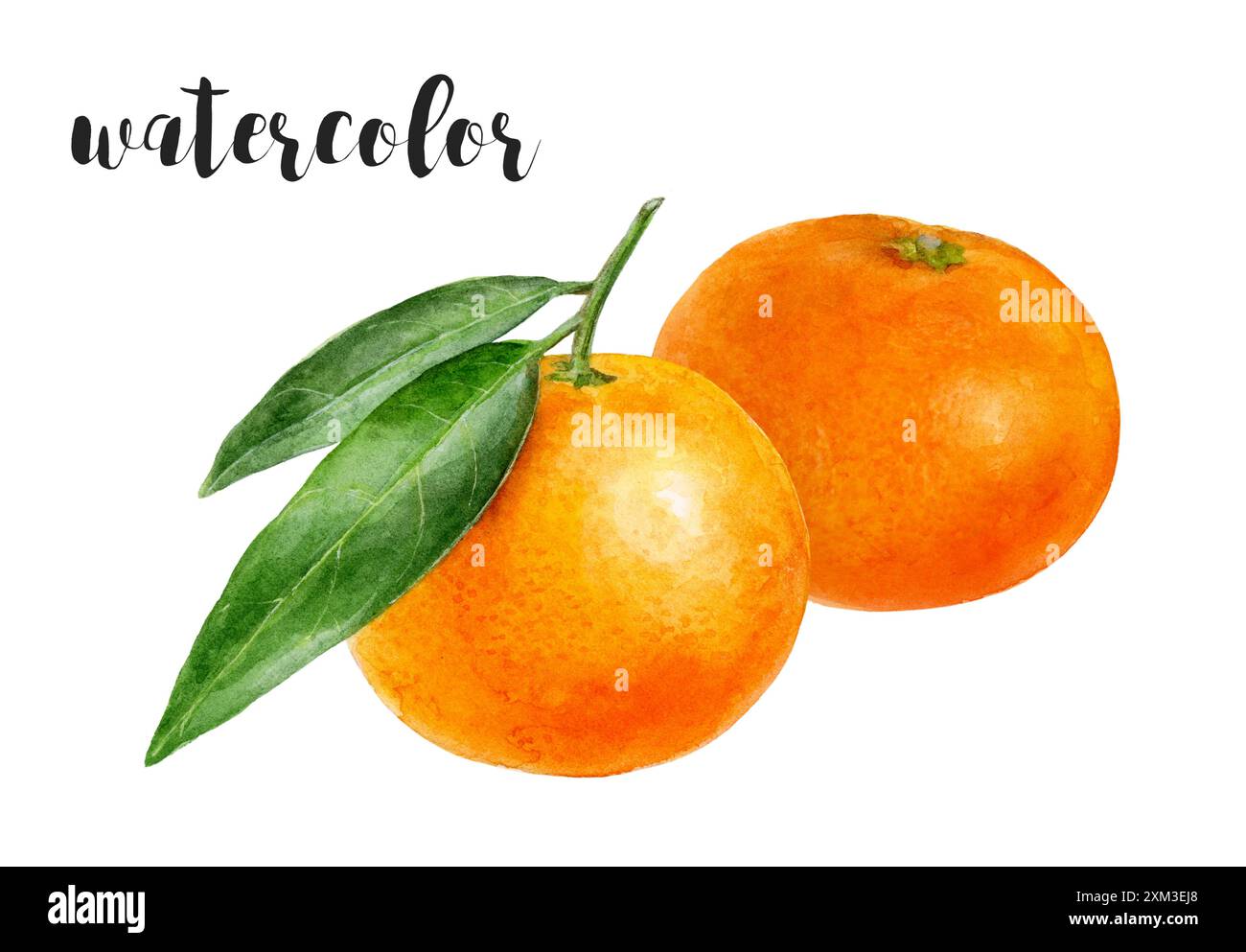 Aquarelle de mandarines vibrantes avec des feuilles, créant une représentation artistique fraîche et colorée Banque D'Images