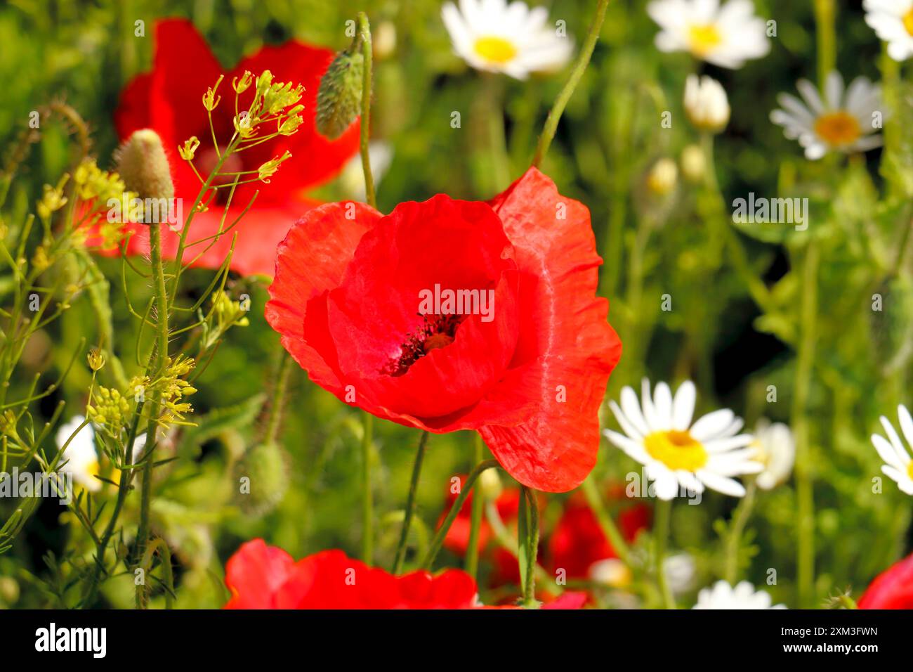 blumenwiese detail mit mohnblume, raps, gräser, gänseblümchen Banque D'Images