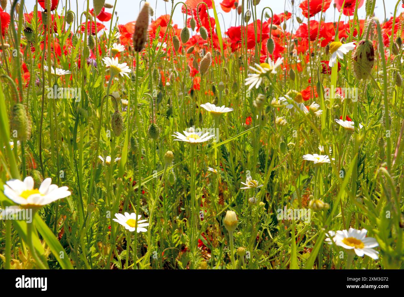 blumenwiese mit mohnblumen, margarithen, raps, gräser, gänseblume Banque D'Images