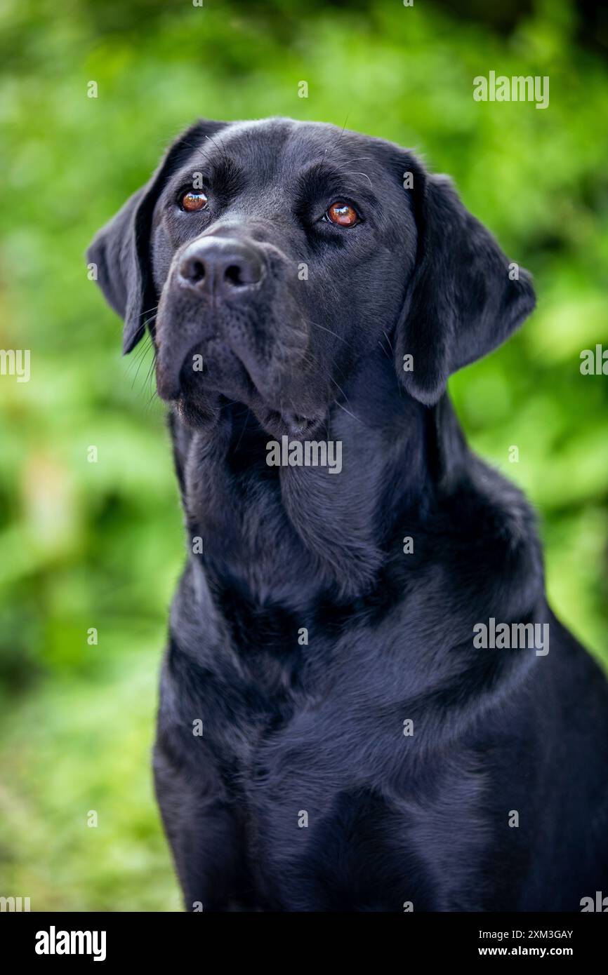 Portrait d'un Labrador Retriever Banque D'Images