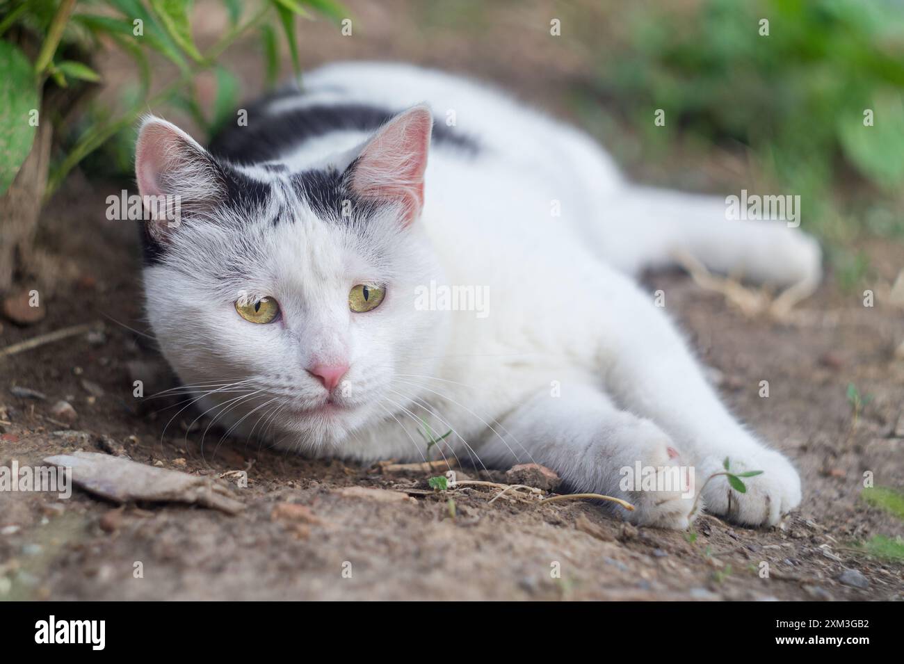 Un drôle de chat noir et blanc regardera avec intérêt quelque part couché sur le sol dans le sol d'une position avec la possibilité d'une ruée rapide à t Banque D'Images