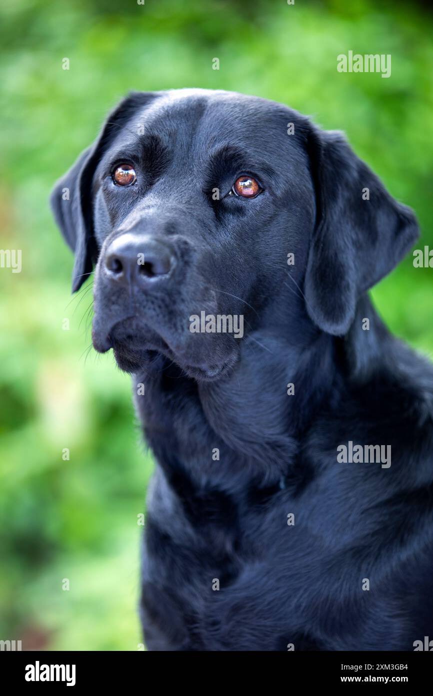 Portrait d'un Labrador Retriever Banque D'Images