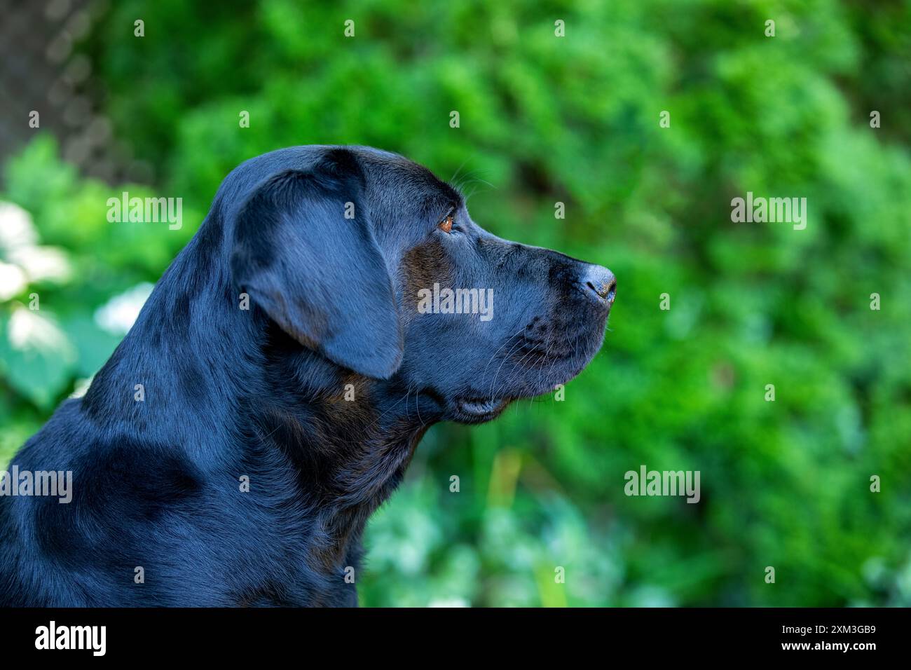 Portrait d'un Labrador Retriever Banque D'Images