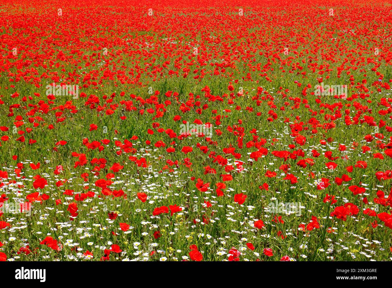 mohnblumenfeld mit gänseblümchen und gräsern Banque D'Images