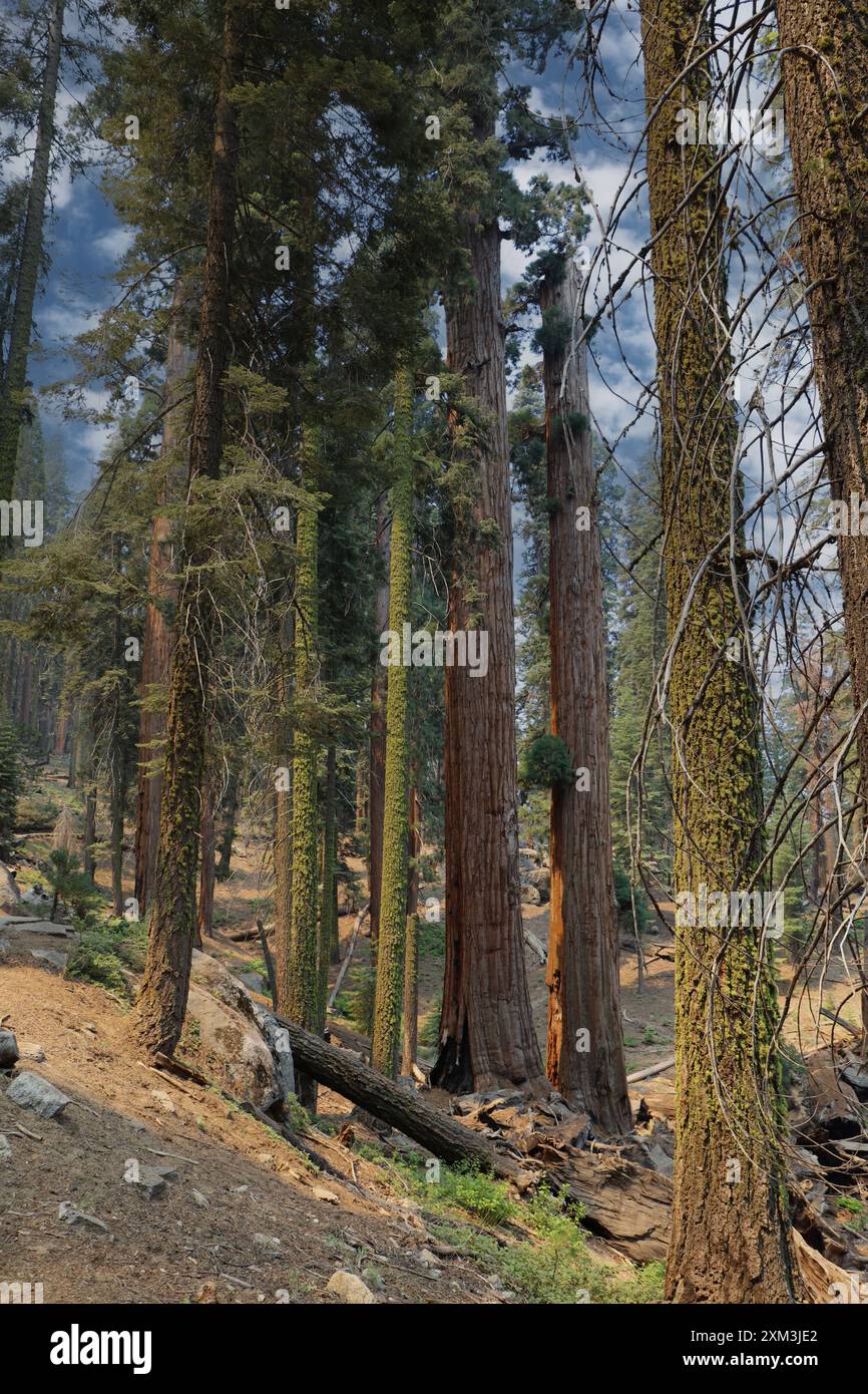 Des séquoias imposants avec des troncs couverts de mousse ainsi que des séquoias géants dans la nature sauvage du parc national de Sequoia en Californie, aux États-Unis Banque D'Images