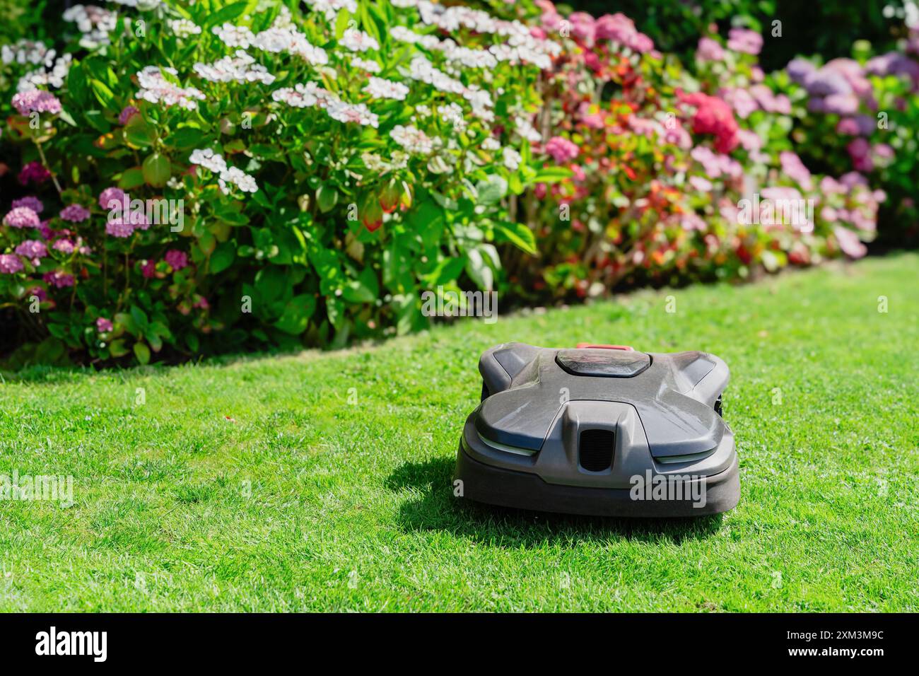 Une tondeuse à gazon robot coupe l'herbe dans un jardin avec des fleurs colorées buissons hortensia, entretien automatisé de la pelouse Banque D'Images