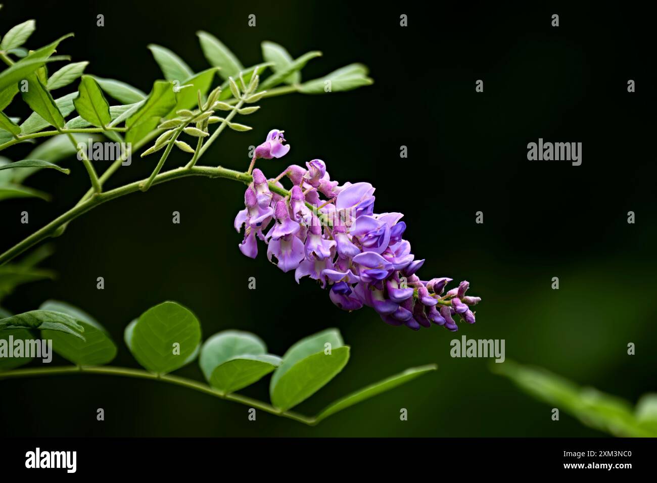 Une belle plante rose, violette Wisteria, fleur ou vigne avec une fleur. Banque D'Images