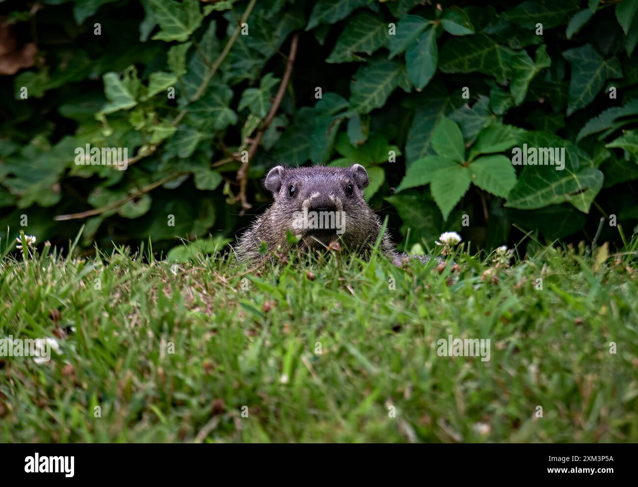 Un gros plan d'une marmotte mignonne. Regarder le visage d'abord face à l'appareil photo. Banque D'Images