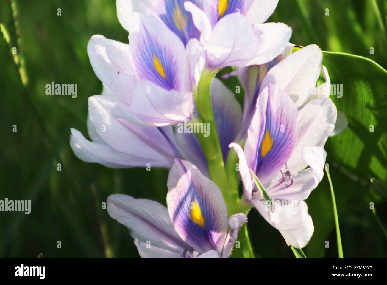 Floraison des jacinthes d'eau (Eichhornia crassipes) dans la rivière. Gros plan. Banque D'Images