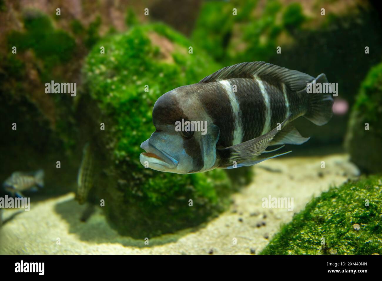 Cyphotilapia frontosa, également appelé le cichlide avant et le cichlide frontosa, est une espèce de poisson endémique d'Afrique de l'est au lac Tanganyika. Banque D'Images