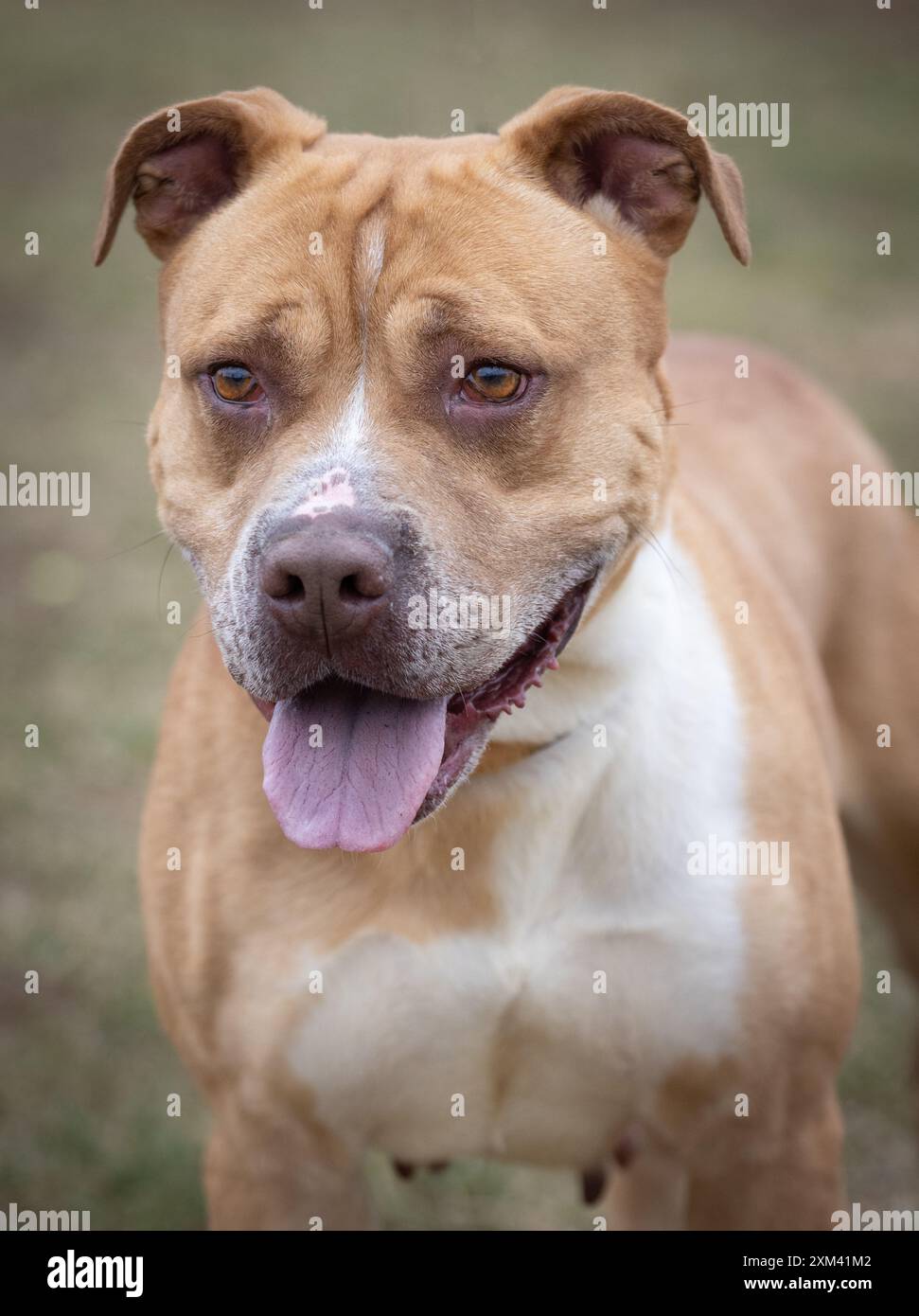 Adoptable Pit Bulls dans les refuges pour animaux Banque D'Images