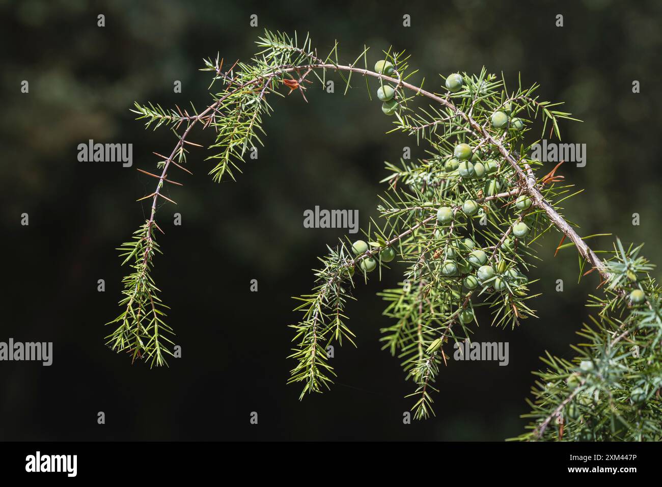 Gros plan de juniperus oxycedrus aka cade genévrier ou branche de cèdre épineux avec des aiguilles et de jeunes fruits à baies vertes isolés sur fond naturel Banque D'Images