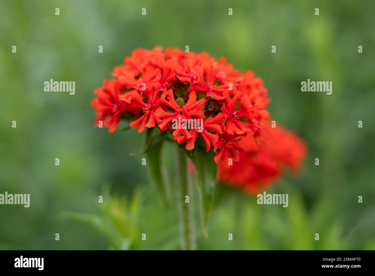 Gros plan de fleurs de croix maltaise (silene chalcedonica) en fleurs Banque D'Images
