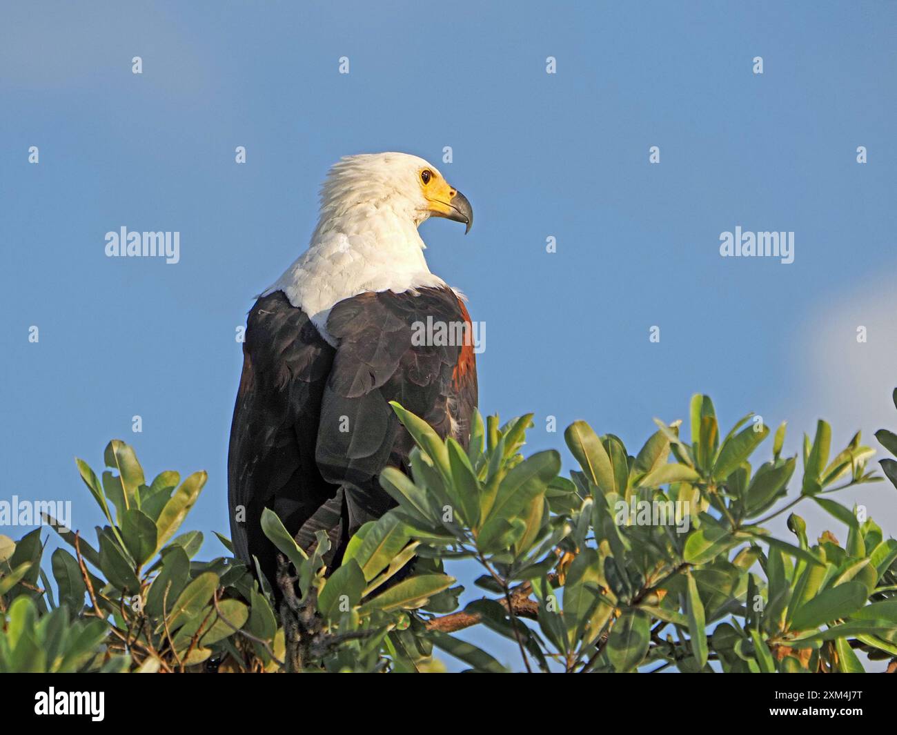 Aigle de poisson africain (Haliaeetus vocifer) assis dans un arbre avec un fond de ciel bleu au parc national du lac Manze Nyerere, Tanzanie Banque D'Images