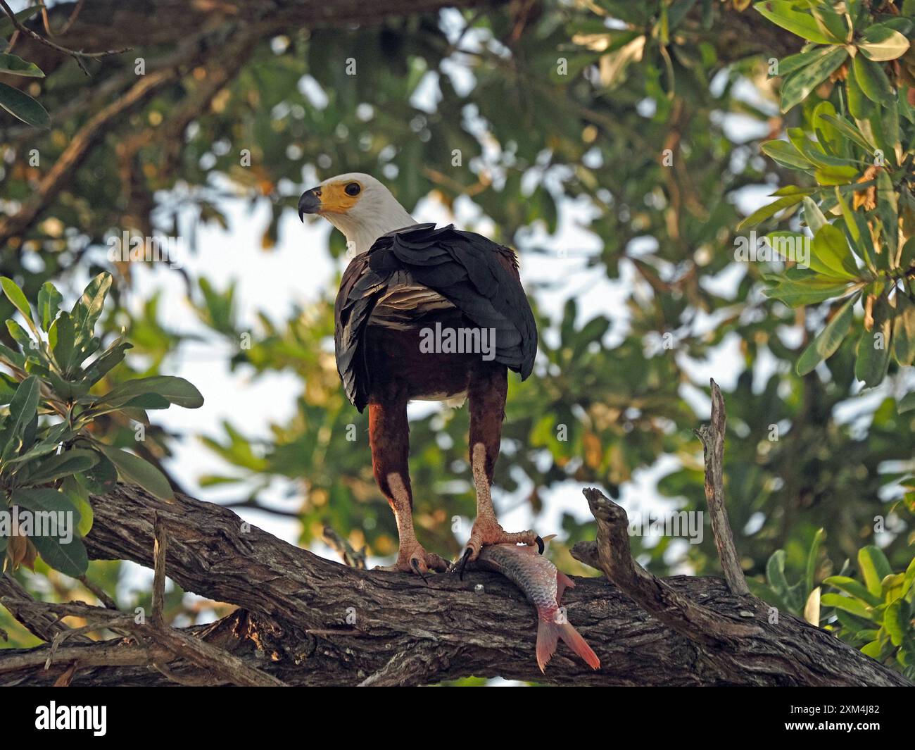 Aigle des poissons africains (Haliaeetus vocifer) perché dans un arbre avec des proies de poissons dans des talons au lac Manze Nyerere National Park, Tanzanie Banque D'Images