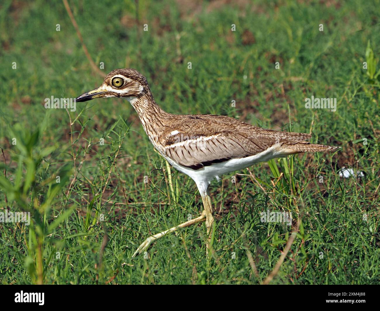 Genou épais de l'eau (Burhinus vermiculatus), ou dikkop de l'eau avec plumage cryptique se promenant sur les rives herbeuses du lac Manze, parc national de Nyerere, Tanzanie Banque D'Images