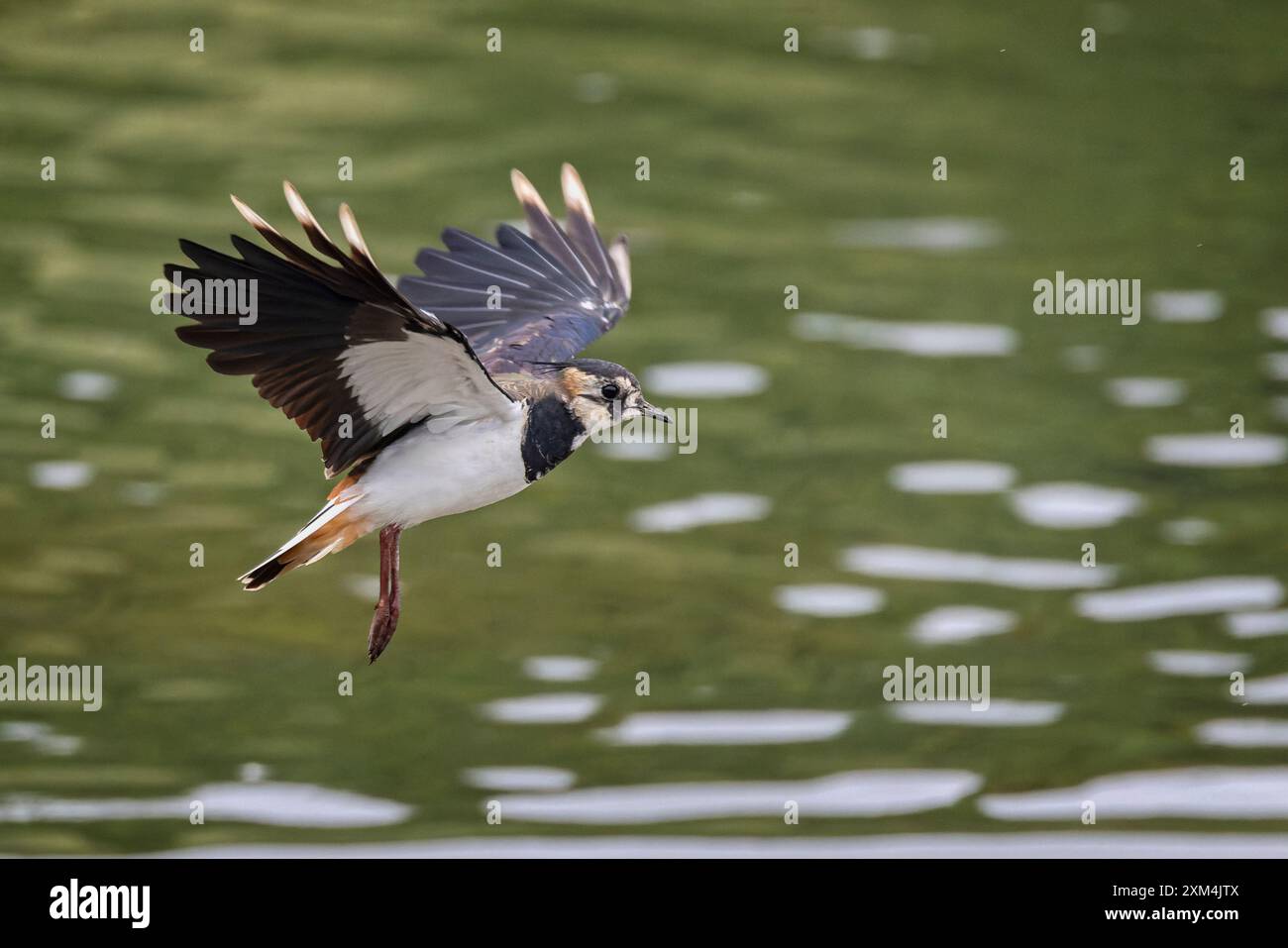 Gros plan d'un vallon avec des ailes déployées entrant dans la terre au-dessus de l'eau. Banque D'Images